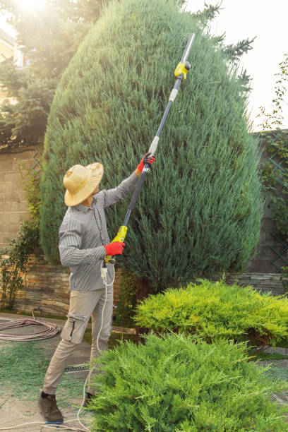 Professional Tree Service in Lake Helen, FL